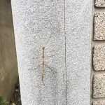 ナナフシがいた!