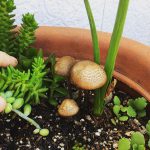 多肉植物の寄せ植えにキノコが生えた。