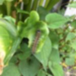 【毛虫注意】クワゴマダラヒトリ