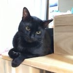 うちの黒猫のゴマ